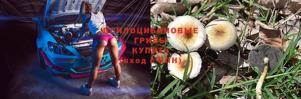 PSILOCYBIN Заводоуковск